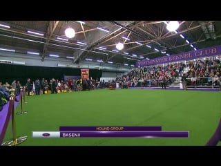 Basenjis breed judging 2017 video by westminster kennel club