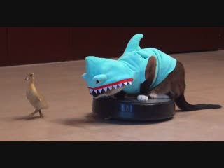 Cat in a shark costume chases a duck while riding a roomba