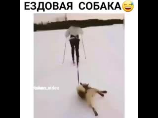 Kaban video+instautility 00 b31jo3knzqk 11 mp4