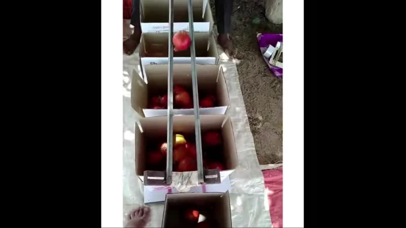 Ручная сортироа гранатов