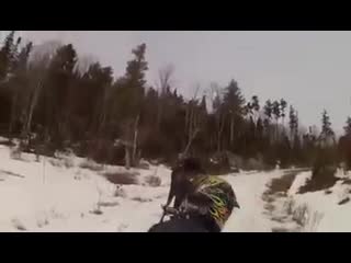 Бойся коня сзади, а лося спереди