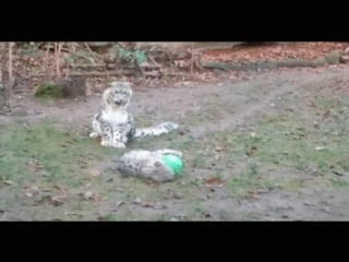 Snow leopards at the nuremberg porn, germany 08 12 15