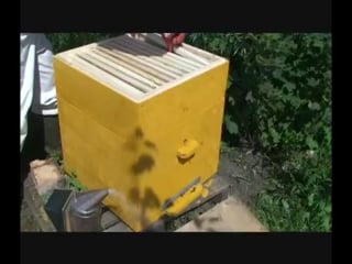 Улей осмотр