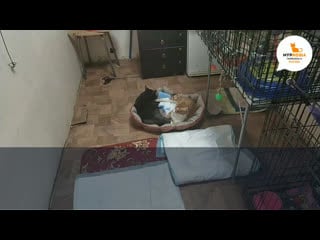 Янна серкова live via