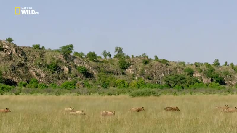 Хищники африки –– молодая молодые
