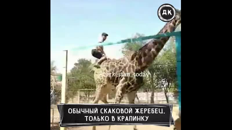 Бухой мужик оседлал жирафа | дерзкий квадрат