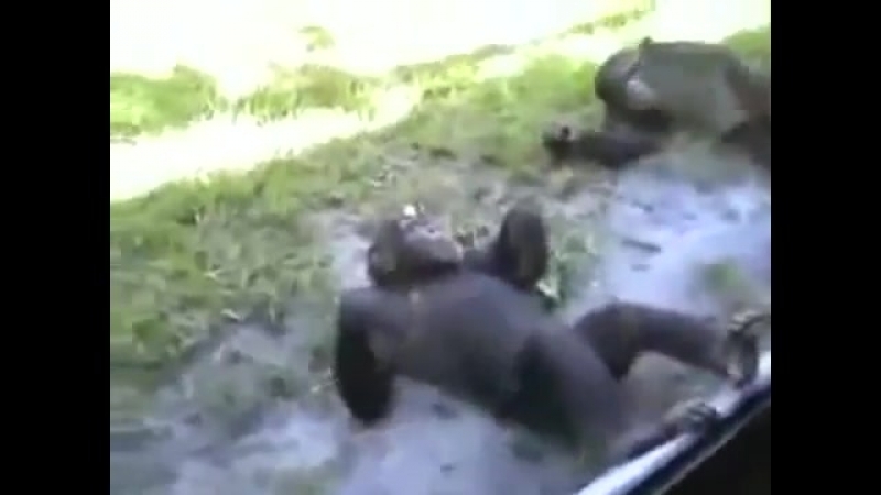 обезьяна и девушки зоо порно