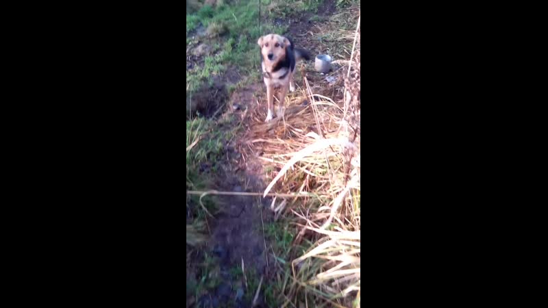 Чапа хочет домой