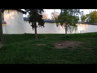 Уточки 🦆🦆 возле монастыря