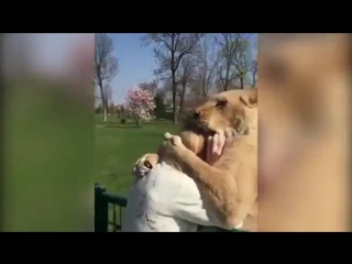 Lions amazing reaction after seeing woman who hand reared them for first time in seven years