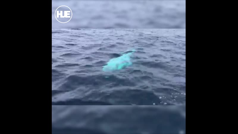 Белуху российского шпиона заметили в арктике