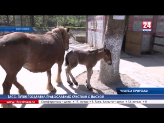 Новый член семьи, жеребёнок инга