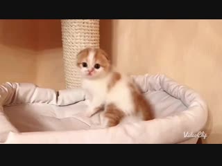 Kalani harris, помёт "h", д/р 22 09 18