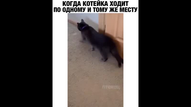 Кот придерживается своих принципов