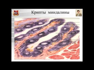 Строение органов полости рта лекция по гистологии