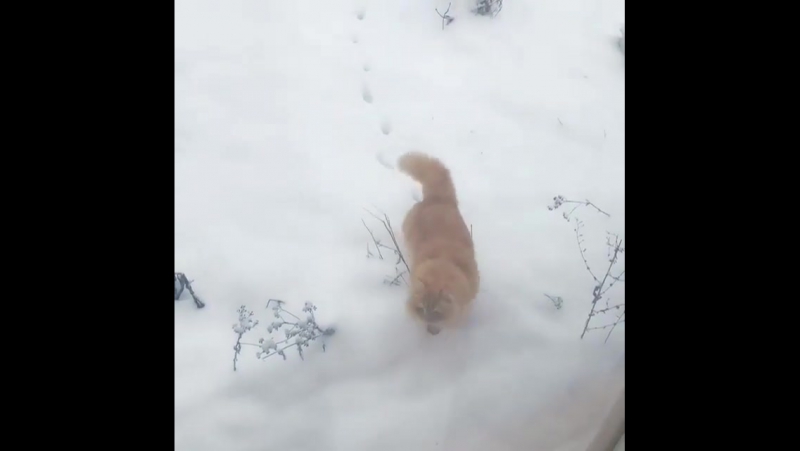 Котей пришёл с прогулки