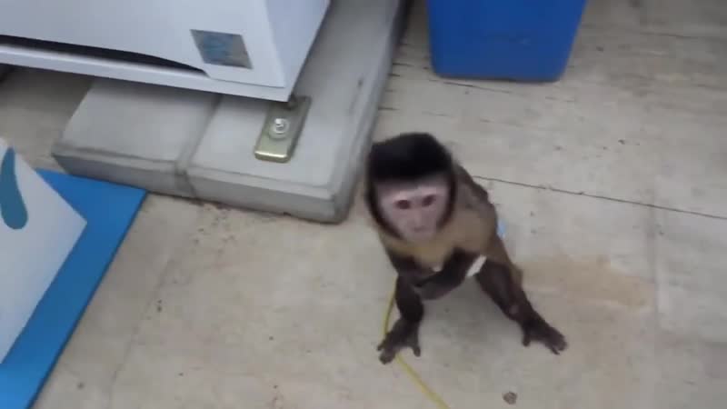 Small clever monkey