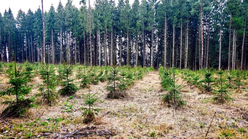 В ясной поляне высадили 250 молодых елей