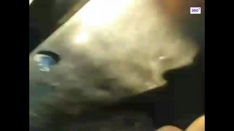 Вахтовики в якутии жестоко расправились с бурым медведем с помощью "уралов"