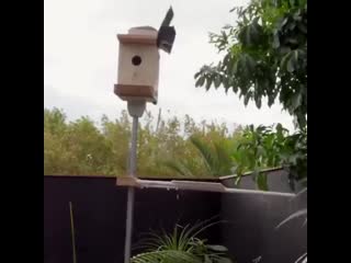 Эффективная защита птичьей кормушки от кошек