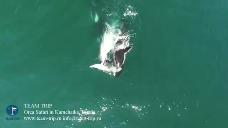 Нападение косаток на кита