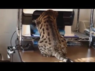 Молодые поставленные в тупик 2013 == кормушка уникальное фото видео приколы гифки ==