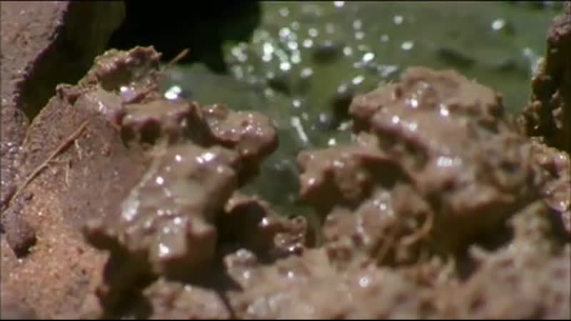 Danger porn video –  african bullfrog notices his tadpoles are in danger of drying up, so he digs a route to safety