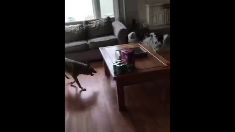 Койот и козёл дурачатся