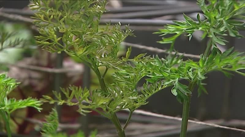 Модернизированные самолеты, праздник тигров, космический урожай и многое другое в арктическом дайдже