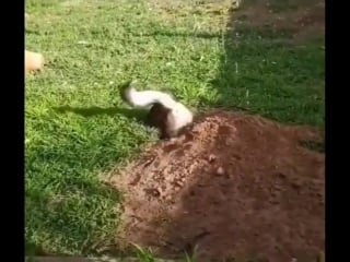 When you set up a hidden camera to catch the critter digging up your yard