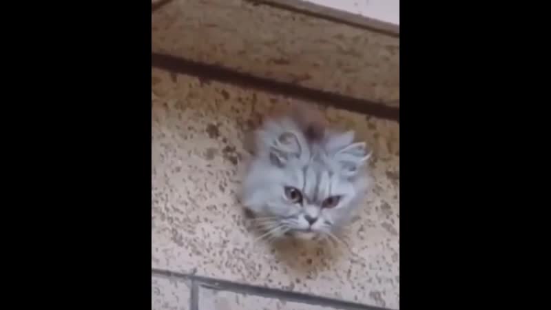 Metro goldwyn mayer представляет