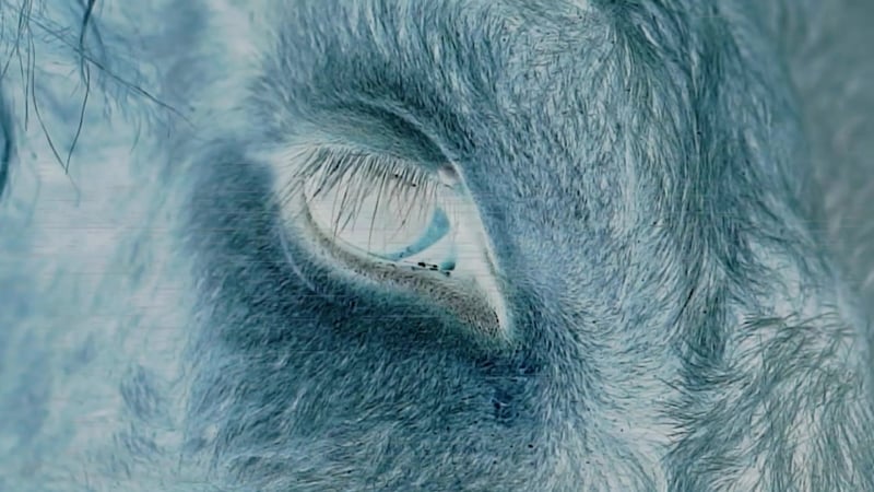 Ivan popov teaser | blackbird