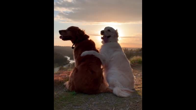 Наслаждаются закатом