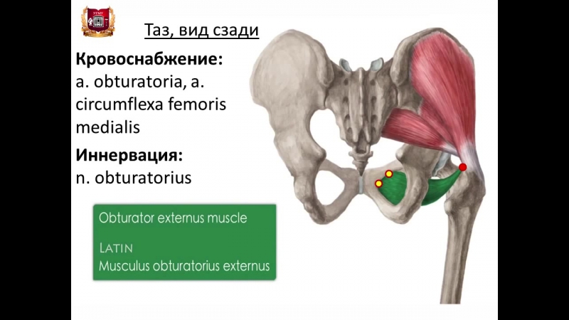 Sls мышцы таза и бедра строение, функции, кровоснабжение, иннервация