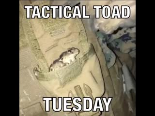 Toad tuesday