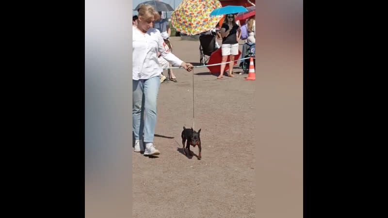 Суки юниорки