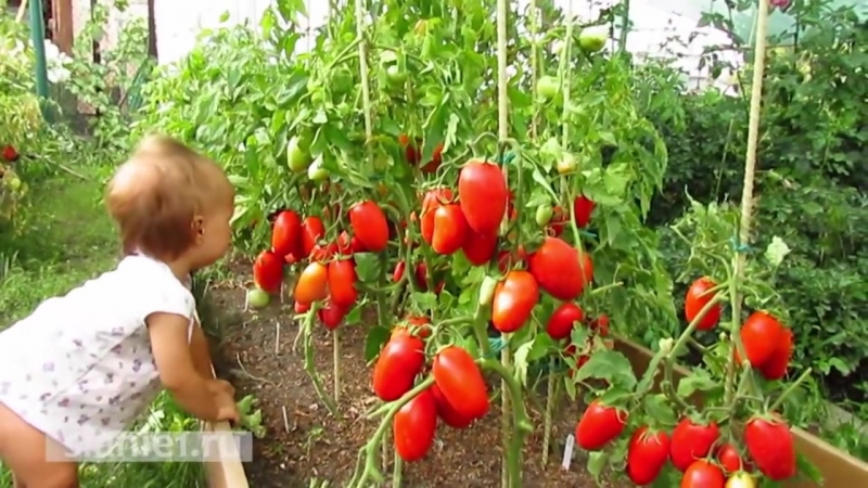 Природное земледелие опыт молодых дачников