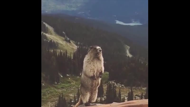 Суслик орет!