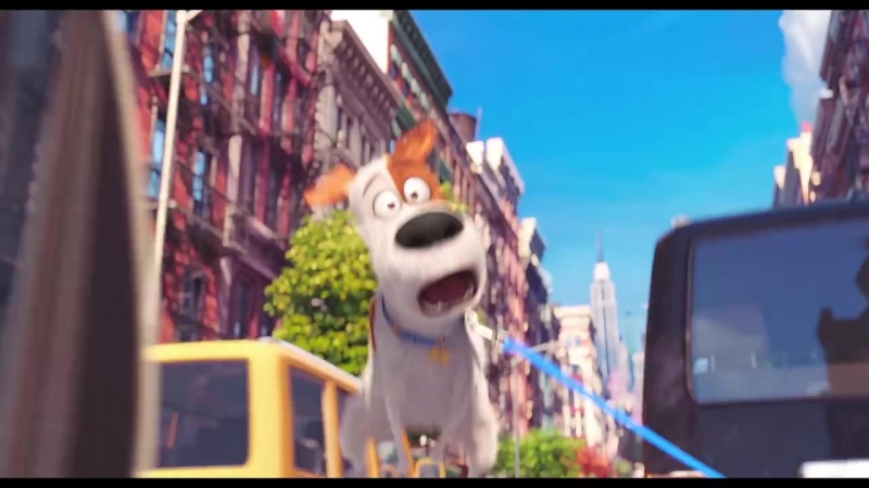 Ти знаєш, що робить твій пес чи киця, коли тебе вдома нема?