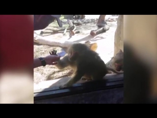 Baboon is amazed by mans magic trick