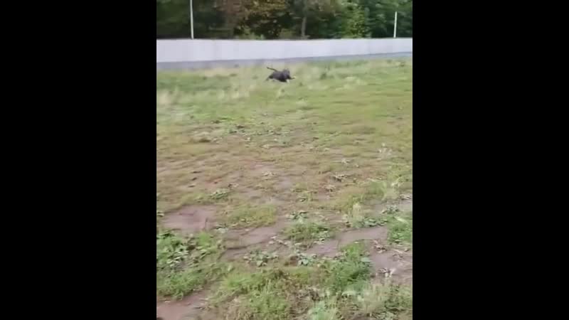 Собачья радость глаза боятся руки делают