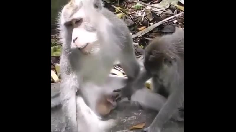 Ini bocah ngapa ya 🤔 coba fokus lihat mata si monyet pria