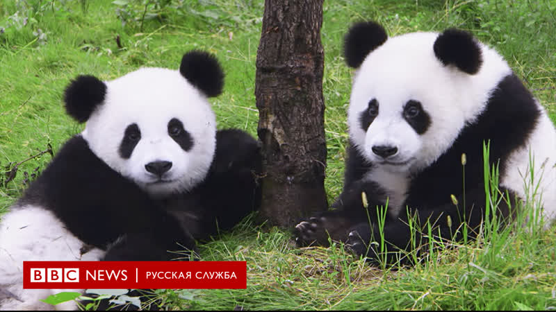 Маленькие большие панды | документальный фильм би би си