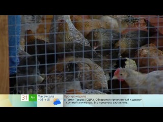 "контактные" зоопарки вся правда