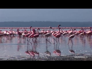 Великолепные фламинго на озере накуру в кении