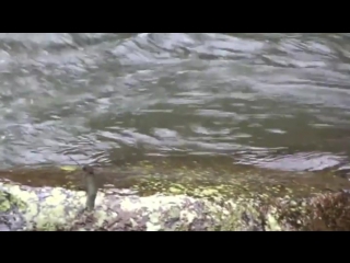 Brave lil' hummingbird taking a bath in a roaring current