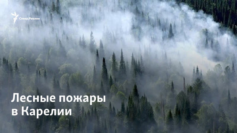 Волонтеры спасают карелию от лесных пожаров | север реалии