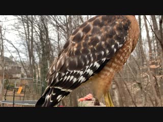 🔥 i don’t know how to tell the hawk that it’s reddit famous, but here is another video of it from slightly farther away it has