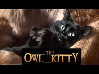 Owlkitty indiana jones cat temple of doom
