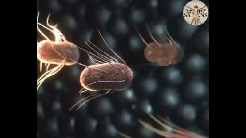 Кишечная палочка